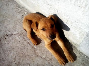 High angle view of dog relaxing on sand
