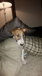 High angle view of dog lying on bed at home