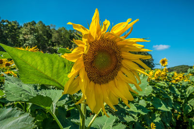 Close-up of sunflower on plant against sky