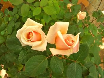 Close-up of rose roses