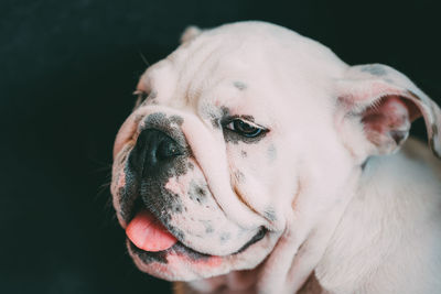 Close-up portrait of dog against black background