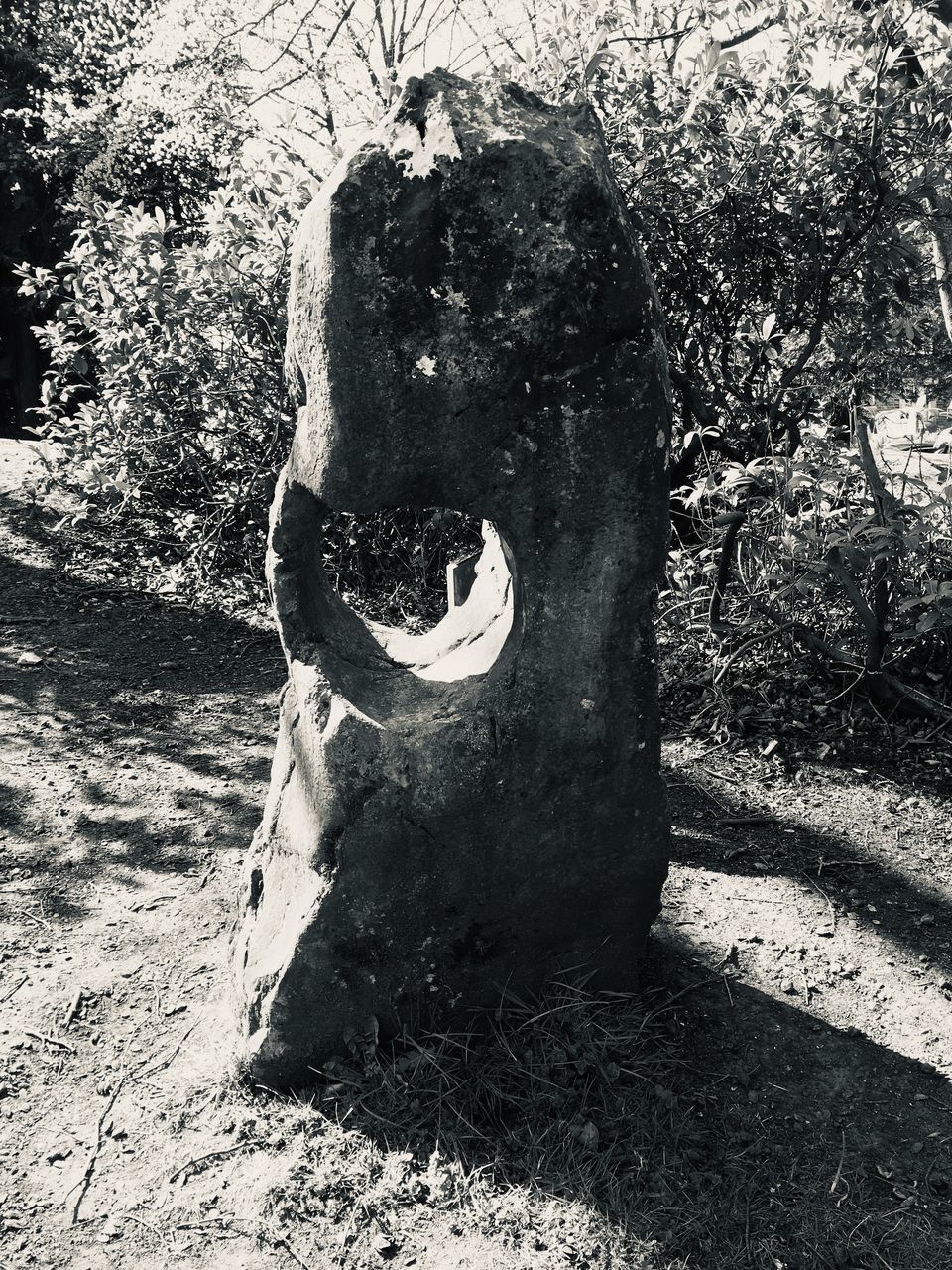 SHADOW OF MAN ON TREE TRUNK