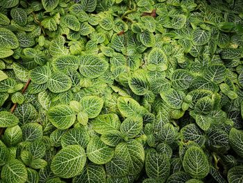 Full frame shot of green leaf