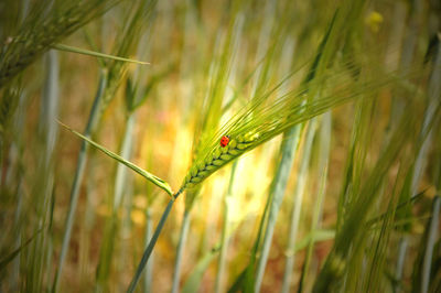 Close-up of ladybug on plant