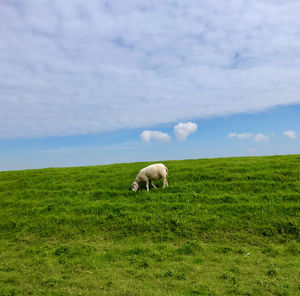 Sheep in a field