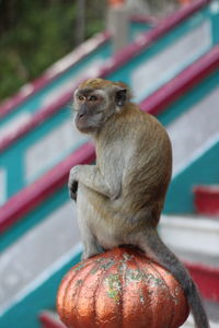 Close-up of monkey sitting on bollard