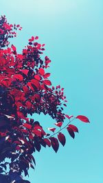 Low angle view of flowers against clear sky