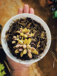 Close-up of human hand holding potted plant