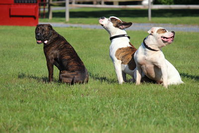 View of dogs playing on grassy field