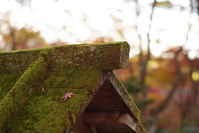 Close-up of rusty metal