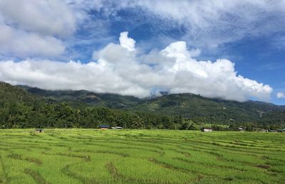 Scenic view of agricultural field against sky