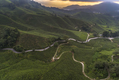 Scenic view of agricultural field