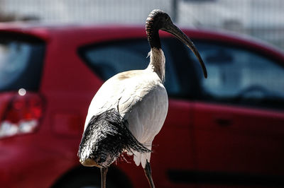 Close-up of bird perching on red outdoors