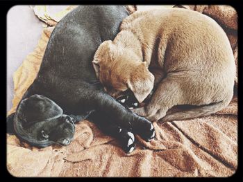 Close up of a sleeping cat