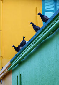 Low angle view of bird perching on a metal