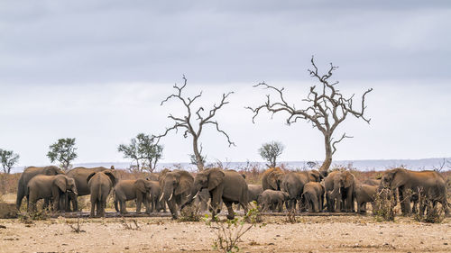 View of elephants on landscape against sky