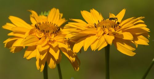 Fly on yellow flower during sunny day