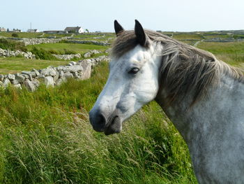 Close-up of horse on field against sky