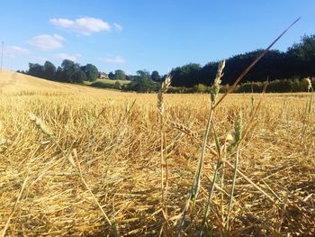 Scenic view of field against clear sky