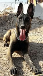 Dog standing in field