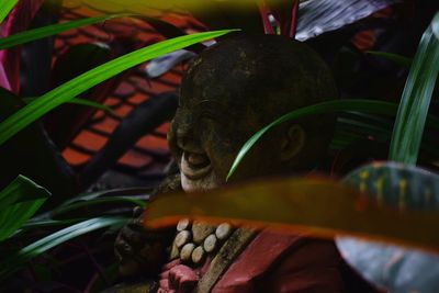 Close-up of buddha statue