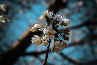 Close-up of cherry blossom tree