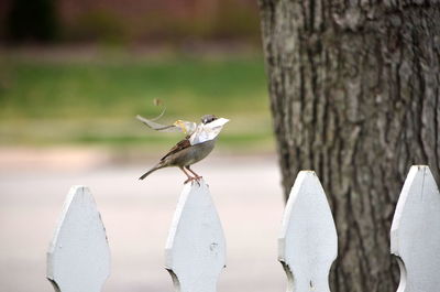 Close-up of bird perching on tree