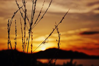 Close-up of silhouette plant on field against romantic sky