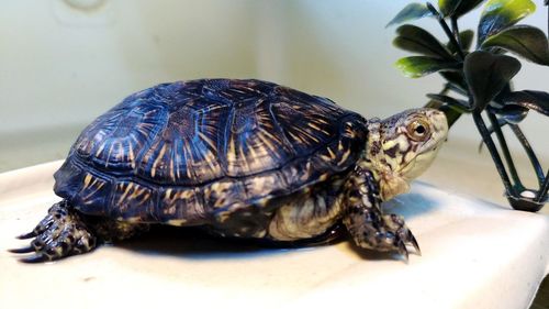 Close-up of a turtle