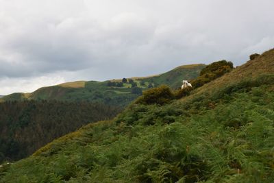View of sheep in green landscape against sky. wales. 