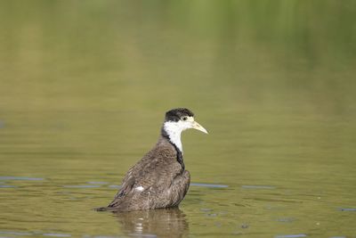 Bird in a lake