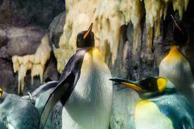 High angle view of penguins on bird
