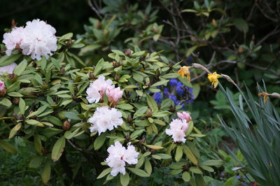 Close-up of purple flowers blooming outdoors