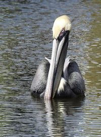 Close-up of pelican swimming in lake