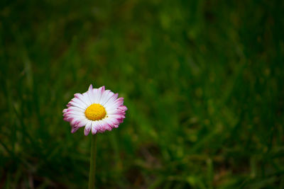 Close-up of pink flower on field