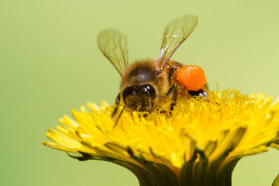 Close-up of insect on yellow flower