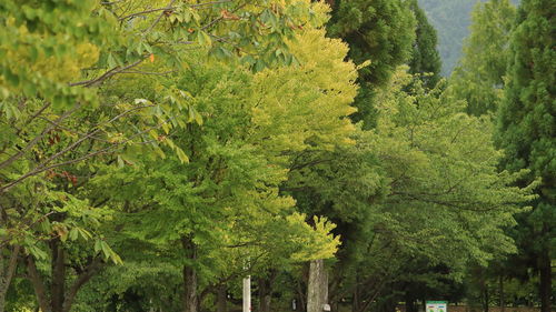 Scenic view of forest