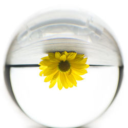 Close-up of yellow flower against white background