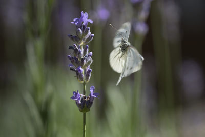 Close-up of purple flowering plant