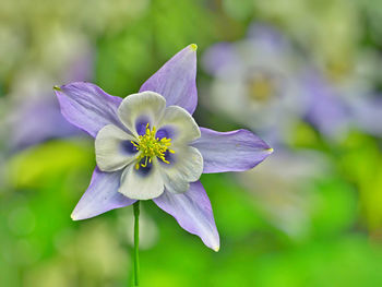 Close-up of purple flower blooming