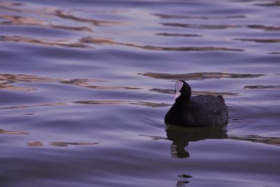 Duck swimming in lake