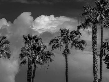 Low angle view of trees against cloudy sky