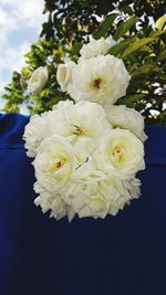 Close-up of white flowers