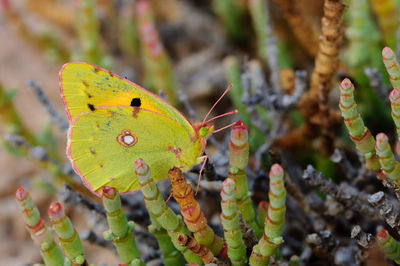 Close-up of butterfly on green leaves