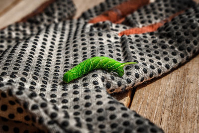 Close-up of snake