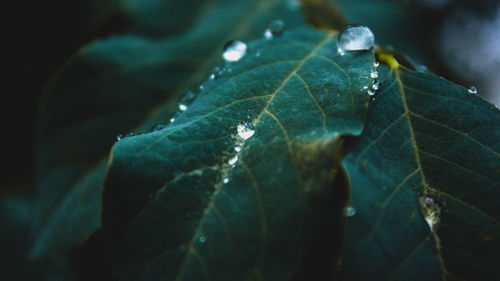 Close-up of green leaf