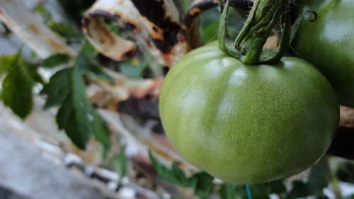 Close-up of tomato growing on tree