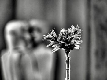 Close-up of flowering plant