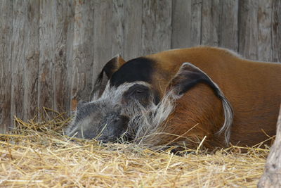 Dog relaxing on grassy field