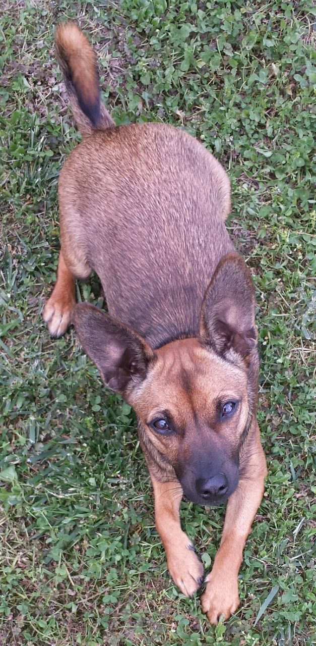 animal themes, domestic animals, pets, dog, one animal, mammal, grass, high angle view, looking at camera, portrait, relaxation, field, lying down, resting, grassy, brown, no people, full length, pet collar, animal head